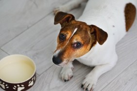 The Jack Russell Terrier dog lies near his empty bowl, top view.