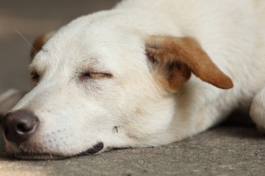 Sleeping dog on concrete cement