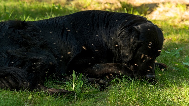 A black Newfoundland and Golden Retriever mixed-breed dog surrounded by swarming mosquitoes.