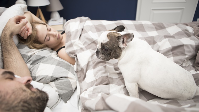 High angle view of couple relaxing on bed with French bulldog at home
