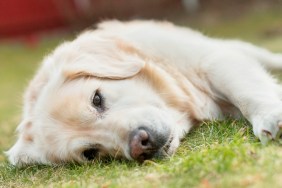 Portrait of white Labrador lying on grass