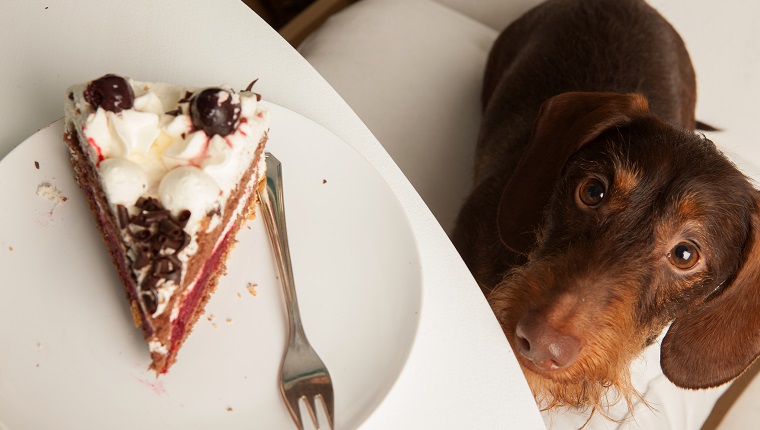 Dog begging for cake