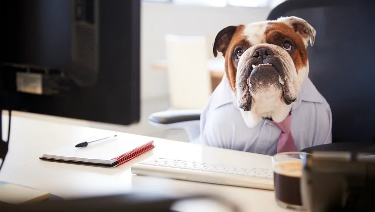 How Dogs With Jobs Are Making The World A Better Place