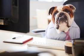 British Bulldog Dressed As Businessman Works At Desk On Computer