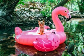 Yorkshire terrier floating on water on an inflatable flamingo