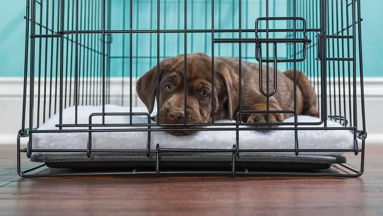 A cute young Chocolate Labrador puppy lying down in a wire dog crate looking at the camera wanting out, the crate is sitting on hardwood floor inside a home with a white baseboard and blue wall in the background