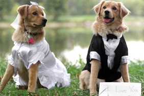 Adorable Bride and Groom Dogs. I love you.