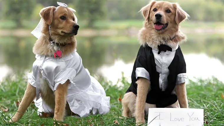 Adorable Bride and Groom Dogs. I love you.