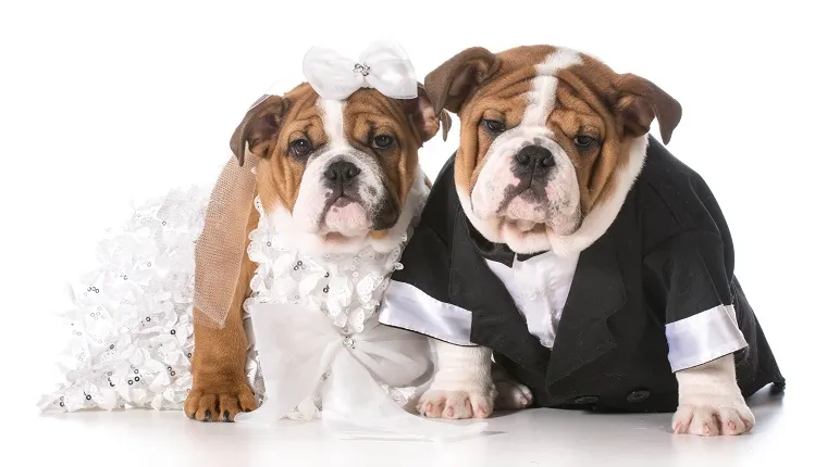 dog bride and groom puppies