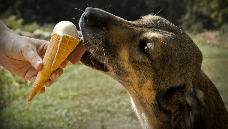 Cropped Hand Feeding Ice Cream To Dog On Field