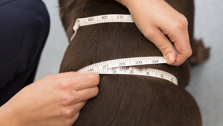 Veterinary nurse measuring a dog's waist. More veterinary photos here: