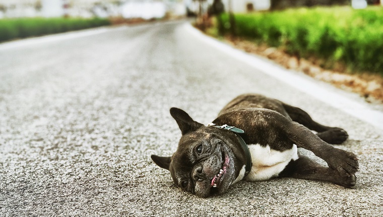 Dog Lying On Road