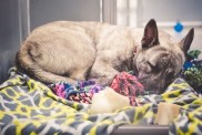 Homeless dog, brindle German Shepherd mix, confined in an animal shelter and waiting hopefully for an adoption and a new home. She is curled up on a dog bed with blankets, sound asleep.