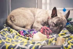 Homeless dog, brindle German Shepherd mix, confined in an animal shelter and waiting hopefully for an adoption and a new home. She is curled up on a dog bed with blankets, sound asleep.