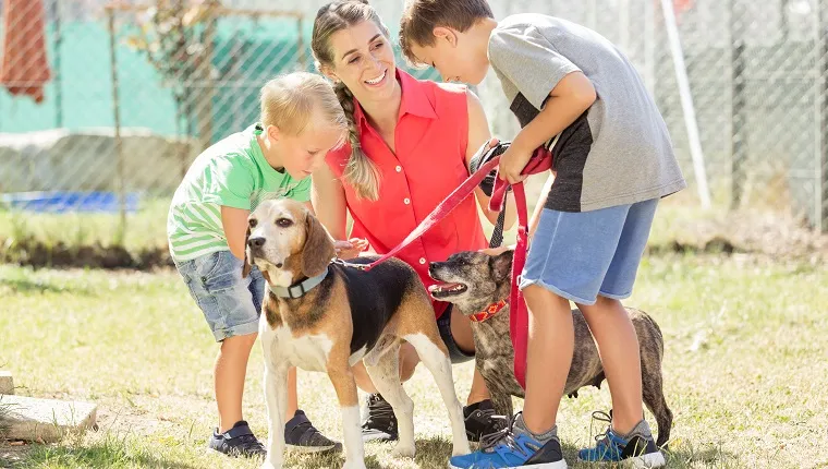 Mom with her sons walking dogs of an animal shelter to get to know them