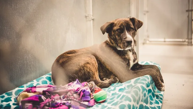 A beautiful brindle catahoula leopard dog lying on blankets and a dog bed inside an animal shelter. She is looking at camera with a sad and hopeful expression while she waits for an adoption and a new forever home.