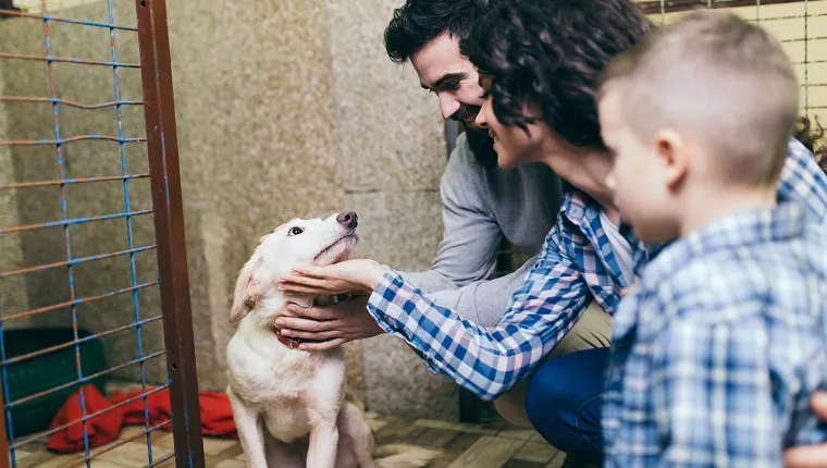 Young and happy family adopting a dog in dog's shelter