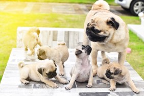 Cute puppies brown Pug playing with their mother on marble table
