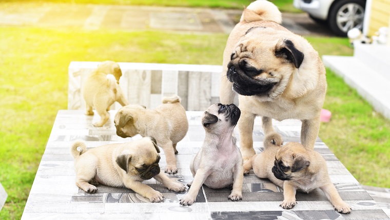 Cute puppies brown Pug playing with their mother on marble table