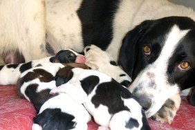 mother dog and puppies