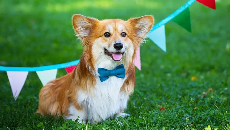 birthday off beautiful corgi fluffy on green lawn and colorful party flags on the background"n