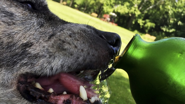 Big dog drinking from green water bottle on hot summer day. iPhone