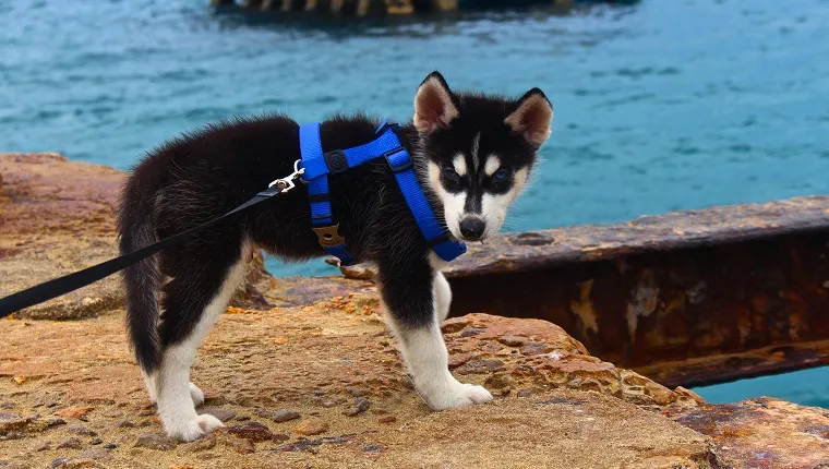 Siberian Husky Puppy On Rock At Shore