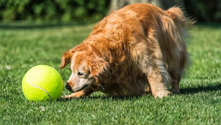 A senior purebred Golden Retriever dog playing with a large yellow tennis ball in the backyard. She is an 11 year old purebred Golden Retriever with gray hair around her face and she stills shows you are never too old to play fetch.
