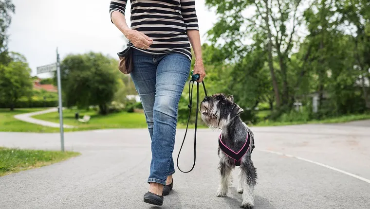 Low section of senior woman walking with dog on street
