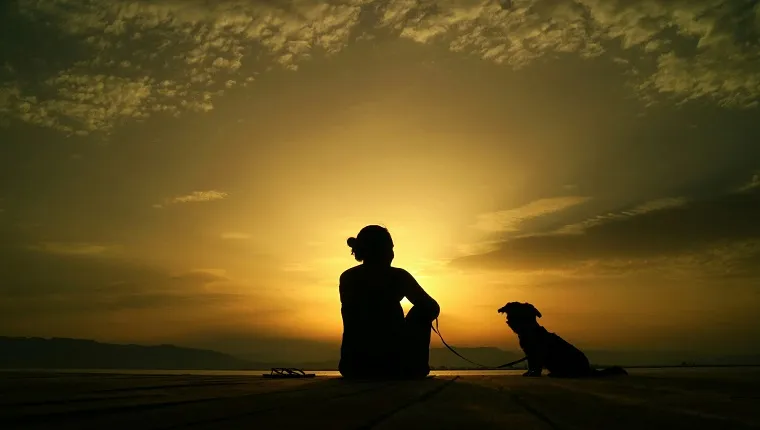 Rear View Of Silhouette Woman With Dog Relaxing On Pier In Front Sea At Sunset