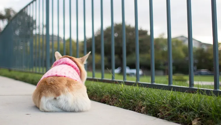 how to clean dog poop off dog bed