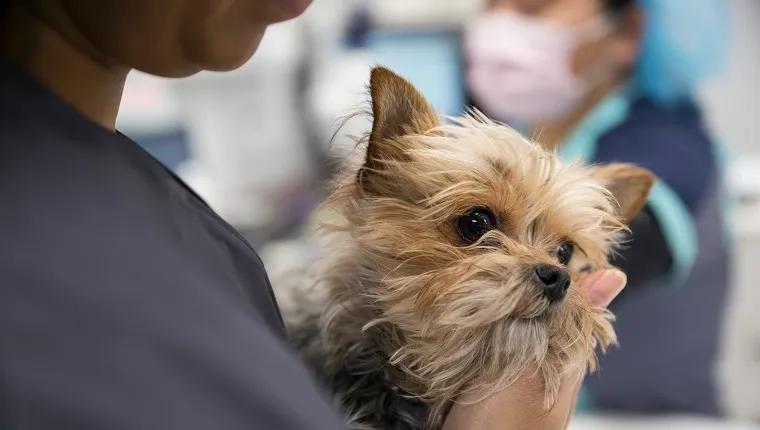 Close up of veterinarian holding timid dog clinic