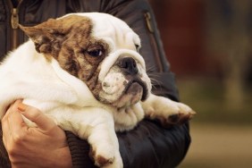 puppy breed English bulldog brindle close-up with fluttering in the wind ears in the hands of a human breed with a wistful look