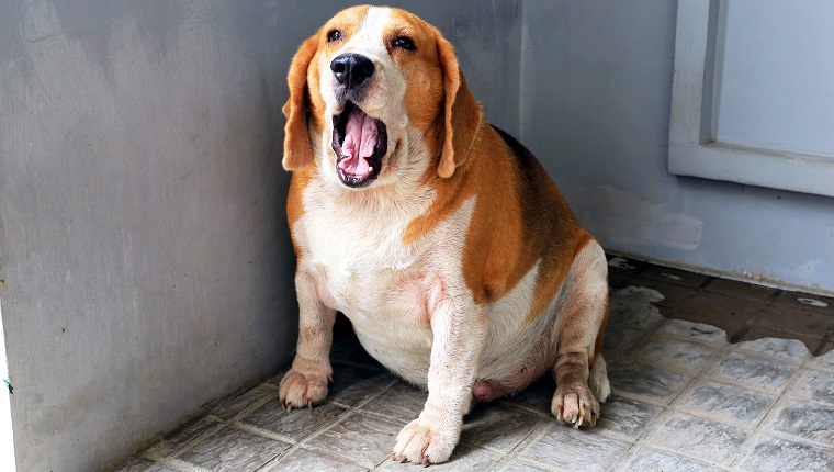 The Fat beagle was yawn, he waited for snacks.