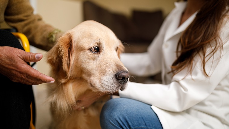 The health benefits of being a pet parent - DogTime