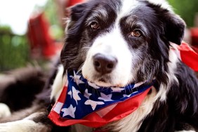 Border collie dog wearing a 4th of July scarf.