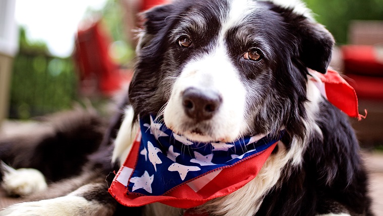 30 Patriotic Dogs Celebrating The 4th Of July [PICTURES] - DogTime