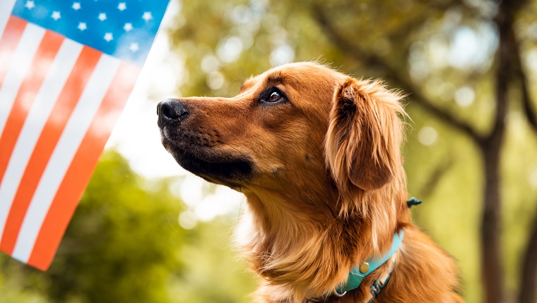 Cute dog looking to American flag. USA Memorial or Independence day concept.