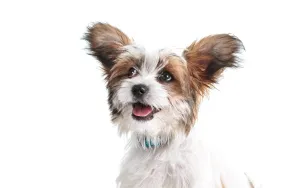 Headshot of a cute papillon puppy looking straight at the camera