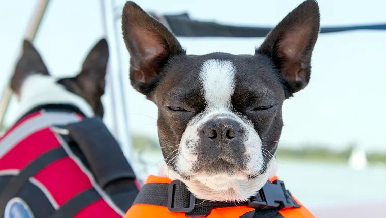 Best dog food outlet for boston terriers 2019