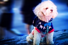A dog photographed on July 4th along a public right of way.