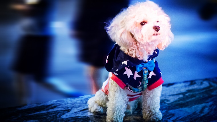 A dog photographed on July 4th along a public right of way.