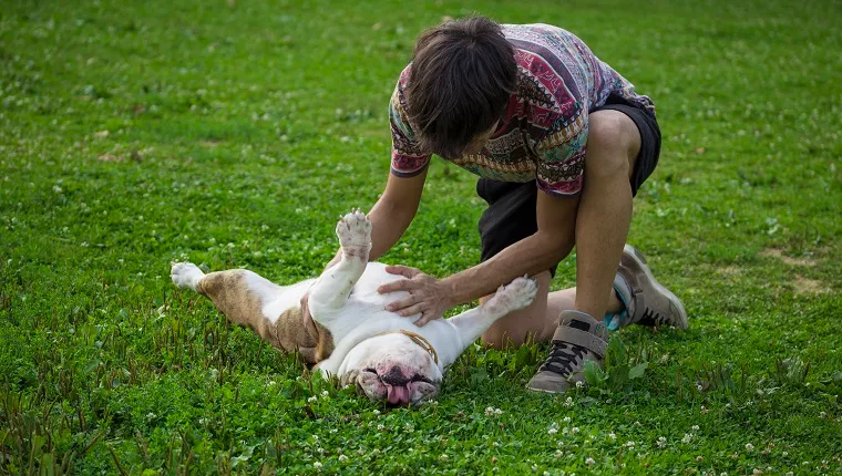 Researchers discern what this dog gesture means when dog responds to an owner rubbing his dog belly, in grass.