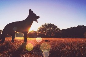Silhouette dog standing on field at sunset