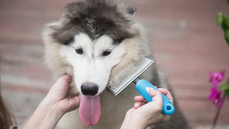 Asian woman using a comb brush the siberian husky puppy