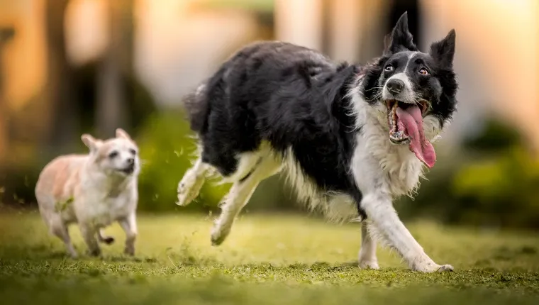 A black and white Border Collie runs happily with a long tongue hanging out while a small tan Chihuahua chases after.