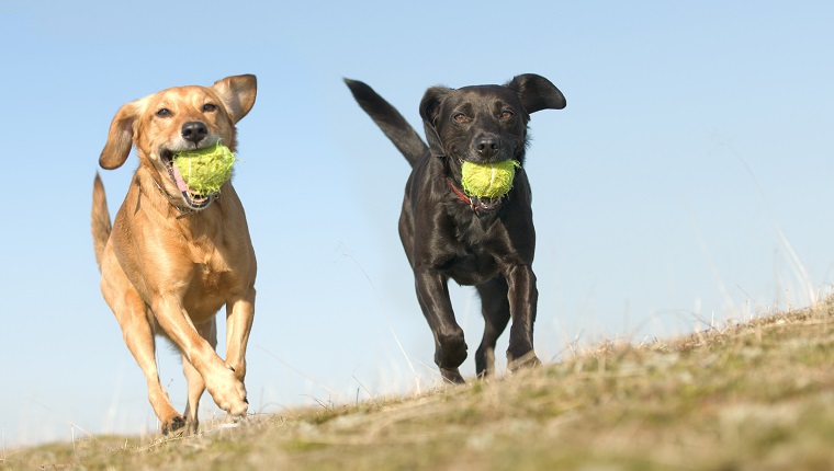 dear-labby-what-s-supposed-to-happen-at-a-doggy-play-date-dogtime