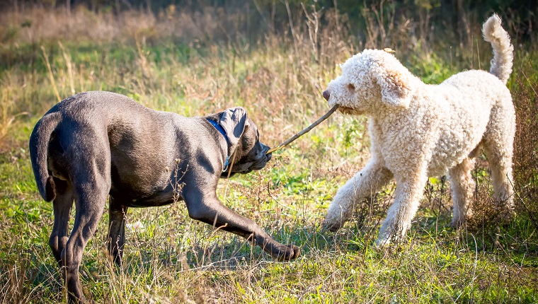 Two dogs are playing with a stick