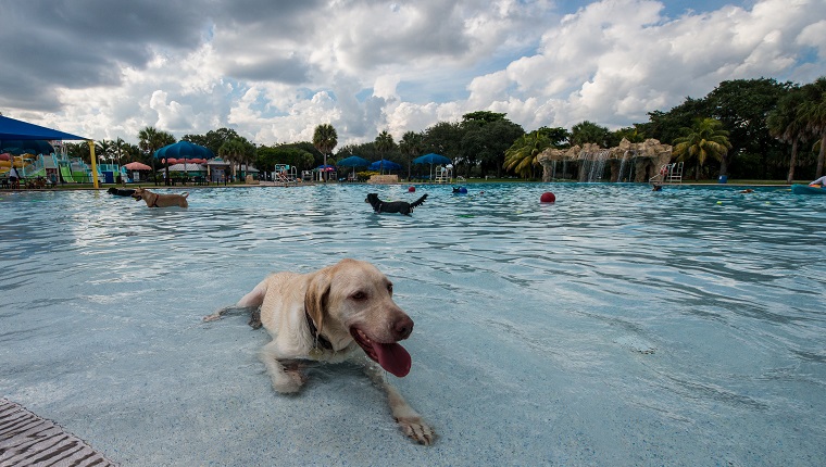 Tan Dog sitting in front of a pool with a beautiful scene with clouds and water in the background. The dog looks happy with his tongue sticking out and his paw on the bottom of the shallow pool.