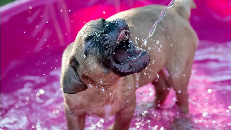 A blind bulldog puppy biting at water and playing in a kiddie pool